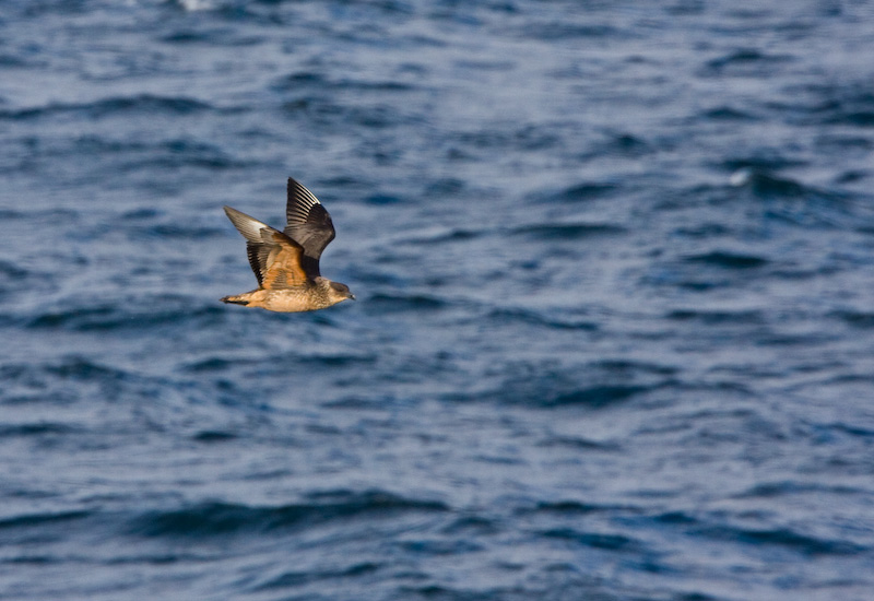 Chilean Skua In Flight